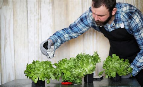 comment cultiver des salades